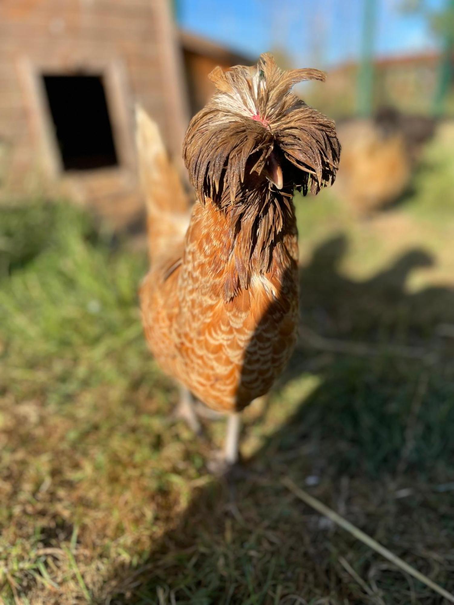 La Ferme Du Paradis Merris Exteriör bild