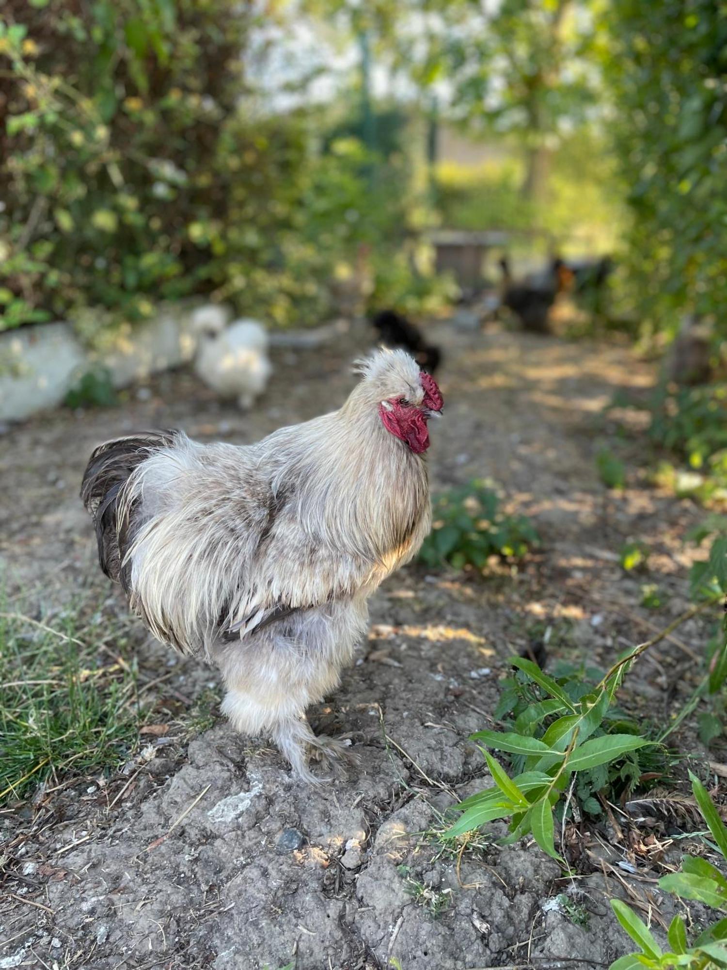 La Ferme Du Paradis Merris Exteriör bild
