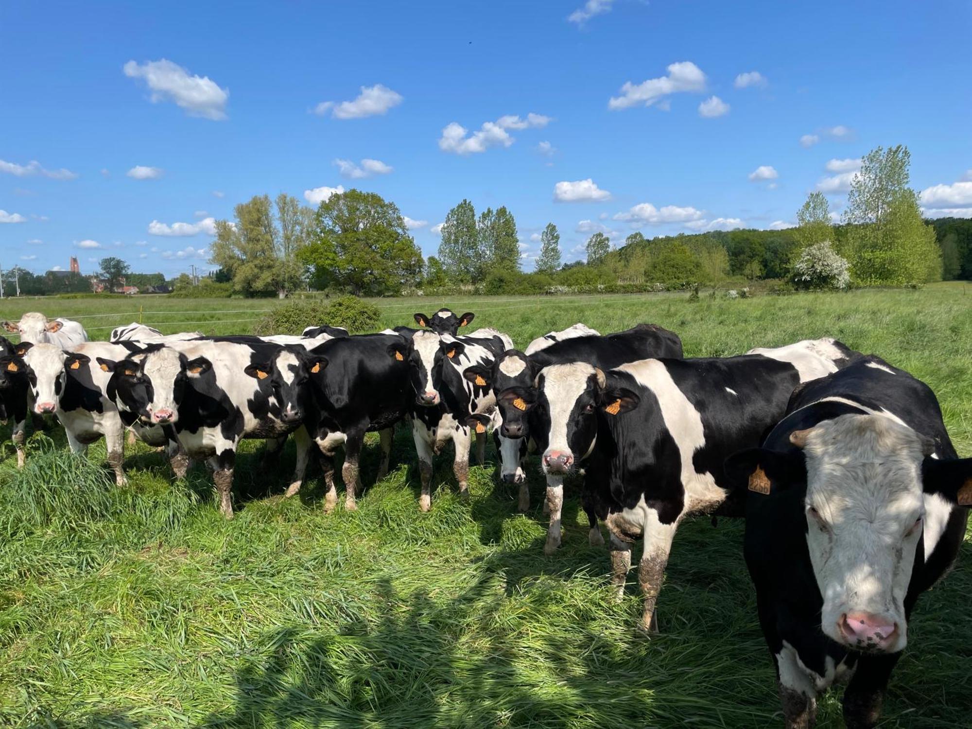 La Ferme Du Paradis Merris Exteriör bild