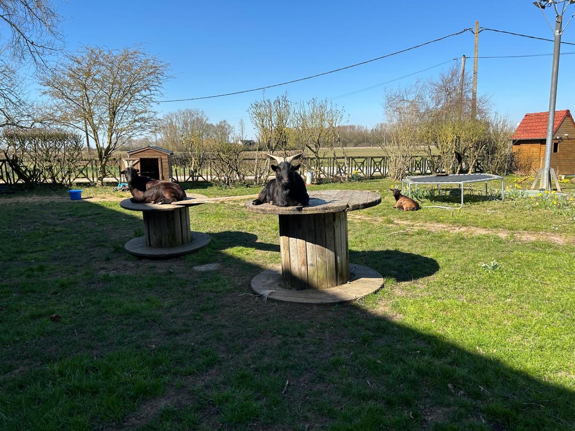 La Ferme Du Paradis Merris Exteriör bild
